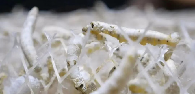 怎样购买放心蚕丝被，专家为您支大招