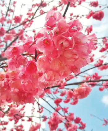 马龙樱花谷：邂逅春日浪漫 领略多彩风情
