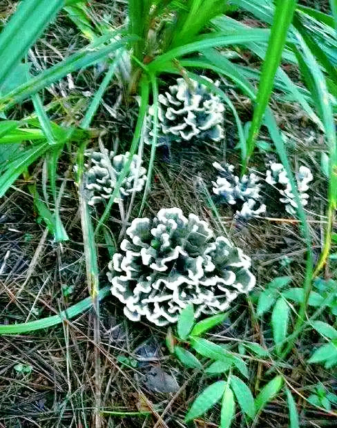 马龙干巴菌：山野馈赠的至味珍馐