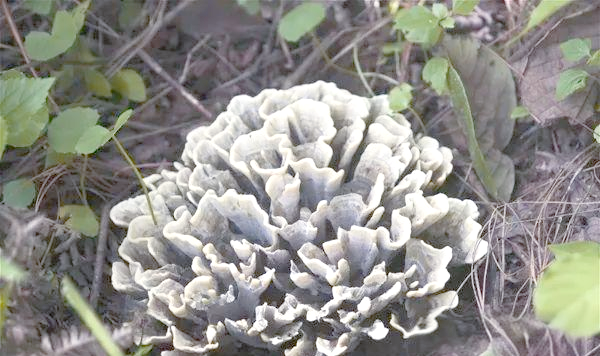 马龙干巴菌：深山馈赠的菌中“干巴”，一口嚼尽云南的雨季