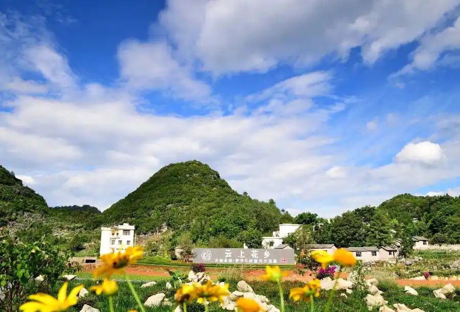 罗平云上花乡：天地织锦处，秘境绽芳华