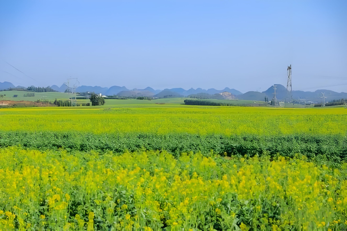 罗平油菜花海：全方位打造旅游吸引力