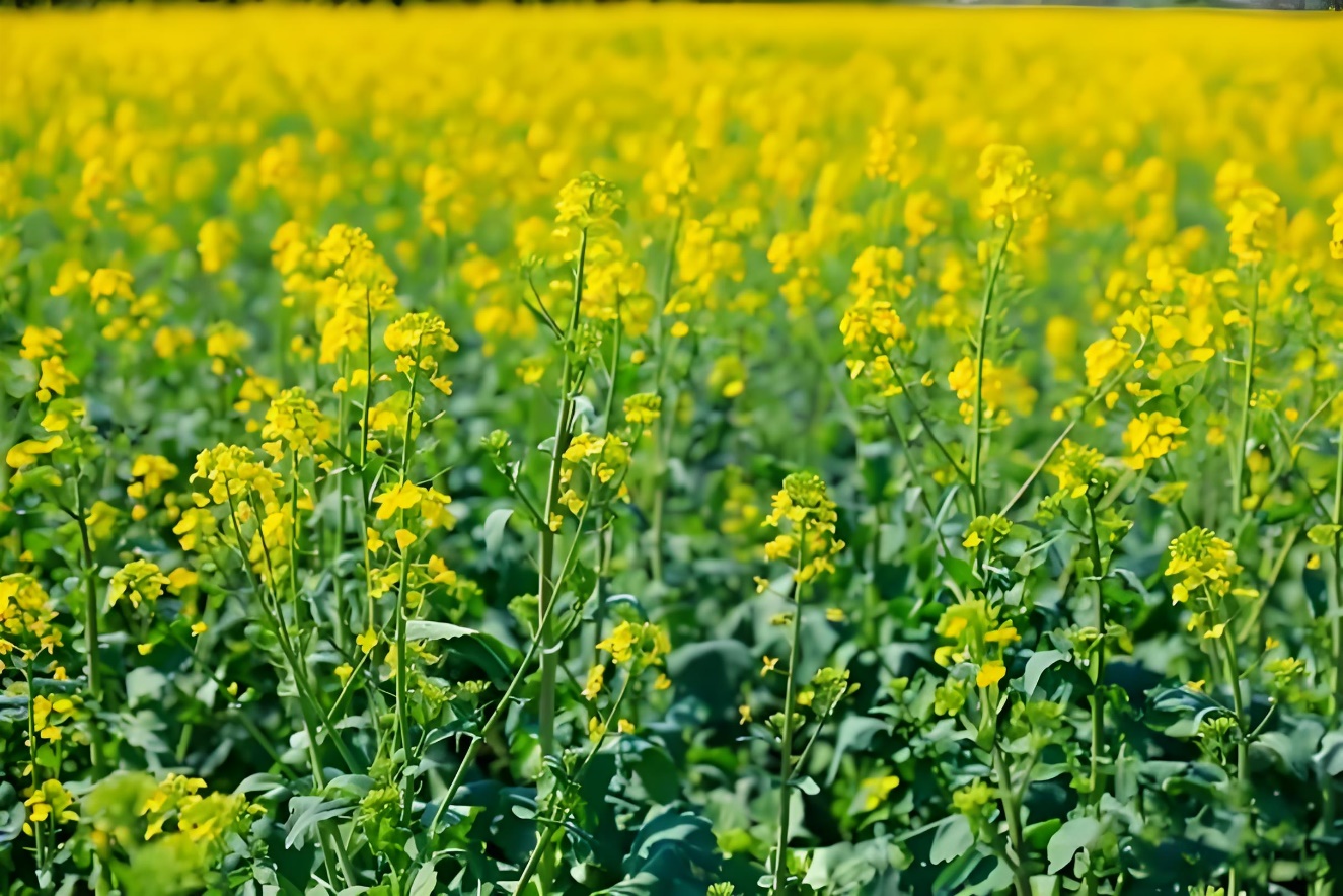 关于罗平油菜花海景区发展的建议：以创新互动体验为核心 推动旅游业升级