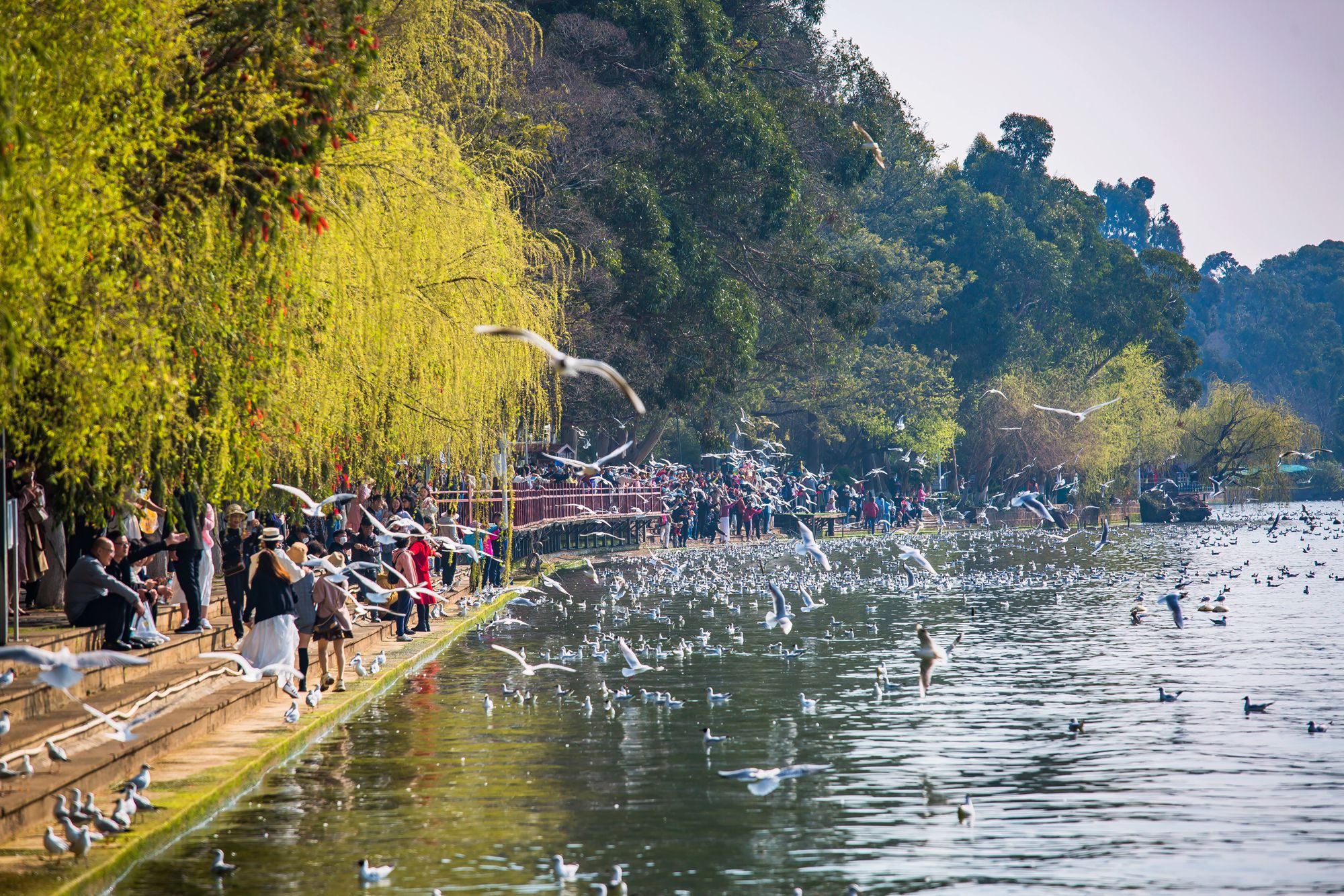 春城明珠·海埂公园：滇池畔的时光画卷