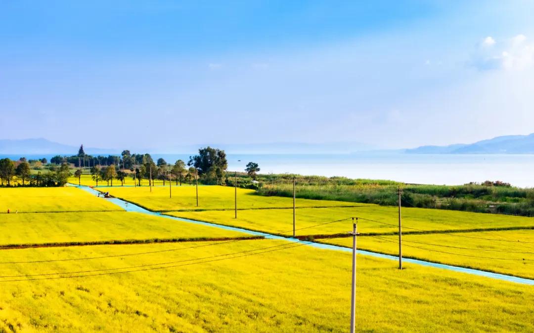昆明福保村：千年渔乡的涅槃重生，书写乡村振兴的诗意篇章