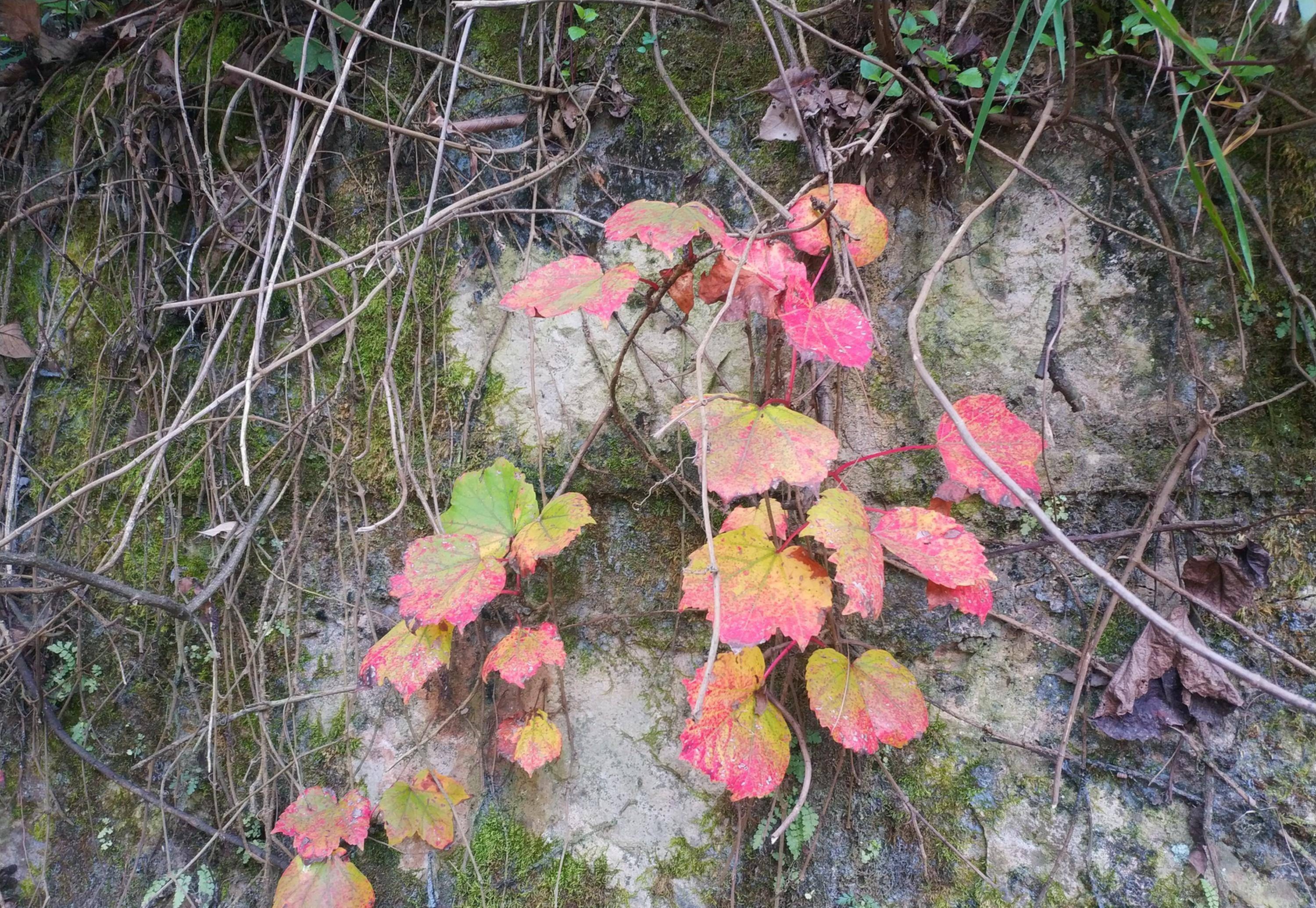 昆明郊野公园：历史与自然的交响，城市后花园的四季诗篇